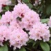 Rhododendron Mix C10